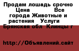 Продам лошадь срочно › Цена ­ 30 000 - Все города Животные и растения » Услуги   . Брянская обл.,Клинцы г.